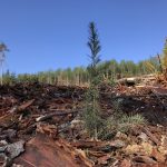Maintaining a Native Conifer Forest