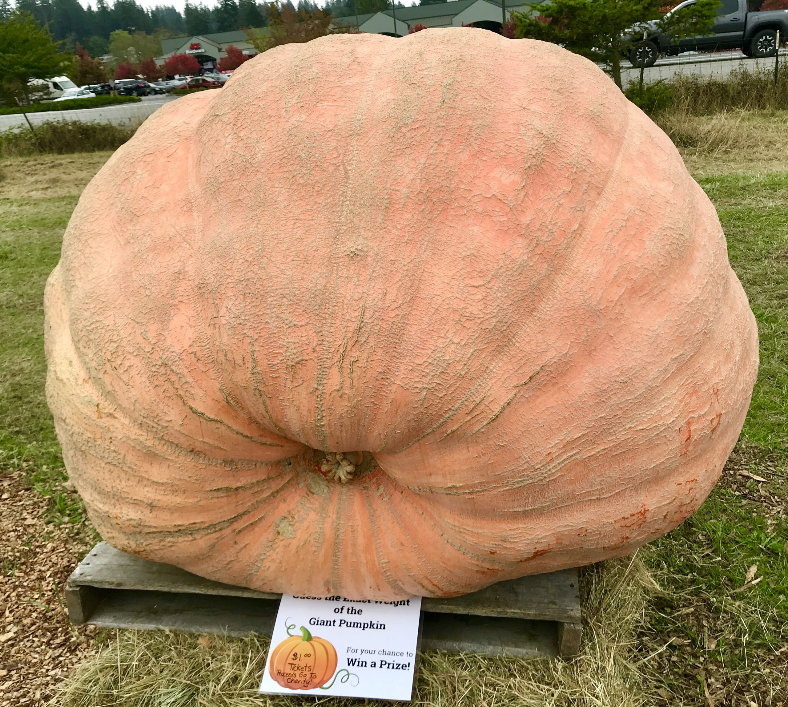 Giant Pumpkins through 10/31