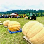 Giant Pumpkins October 7